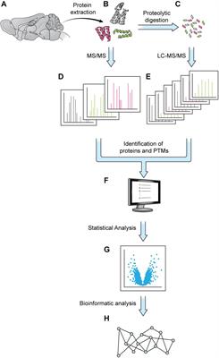 Advances in Proteomics Allow Insights Into Neuronal Proteomes